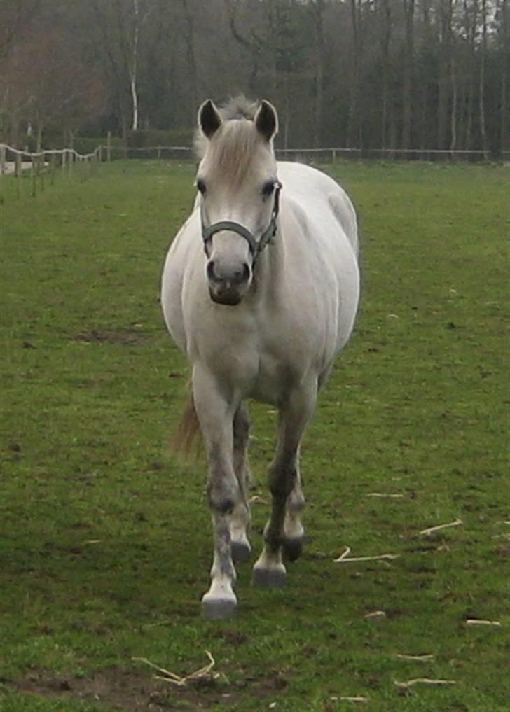 Anden særlig race Mille(solgt) - Mille 7. april 2009 billede 10