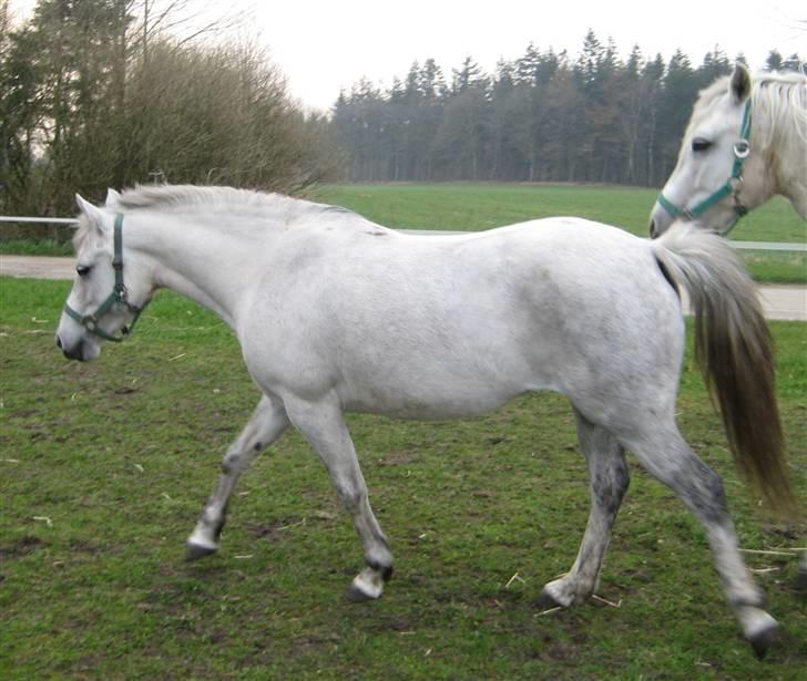 Anden særlig race Mille(solgt) - Mille 7. april 2009 billede 11