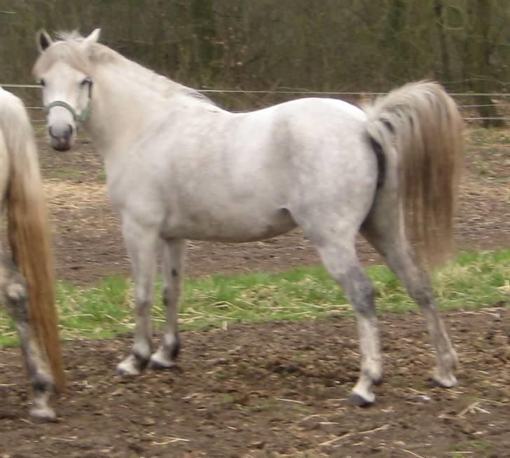 Anden særlig race Mille(solgt) - Mille 7. april 2009 billede 12