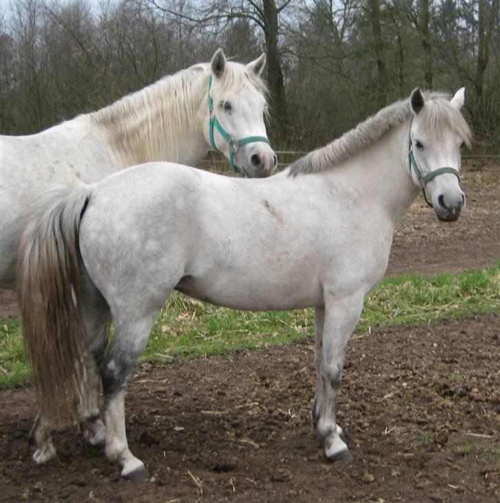 Anden særlig race Mille(solgt) - Mille 7. april 2009 billede 13