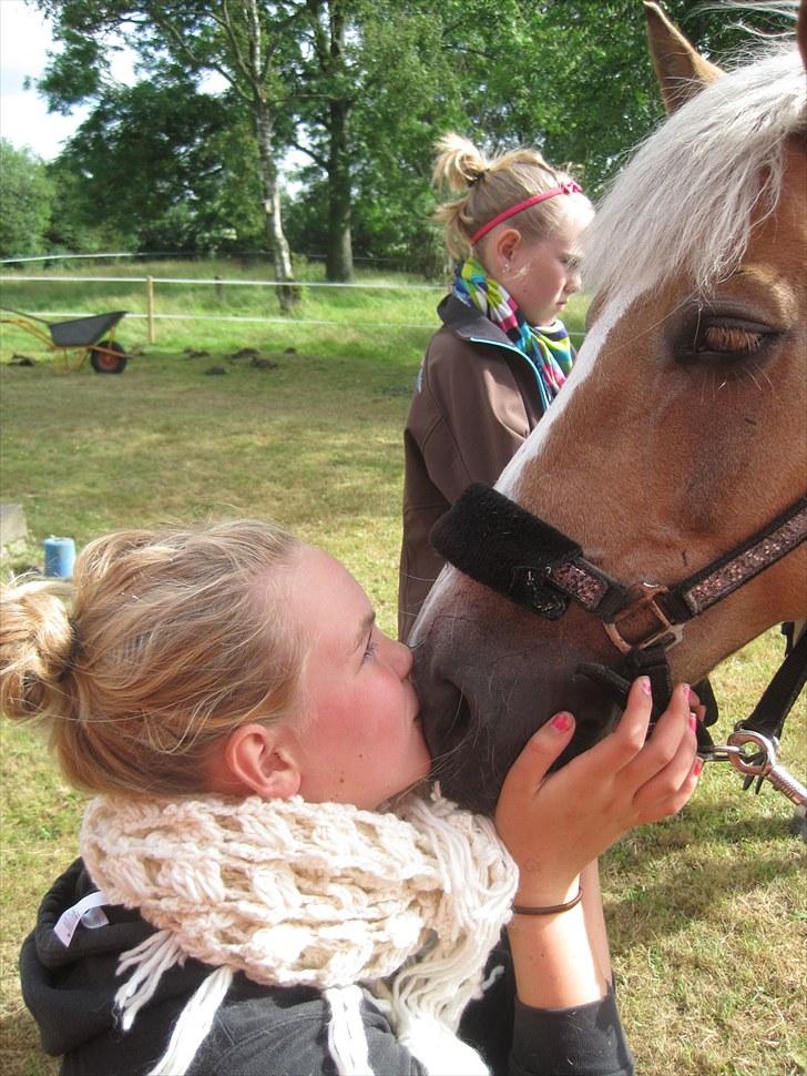 Haflinger Luca<3 billede 13