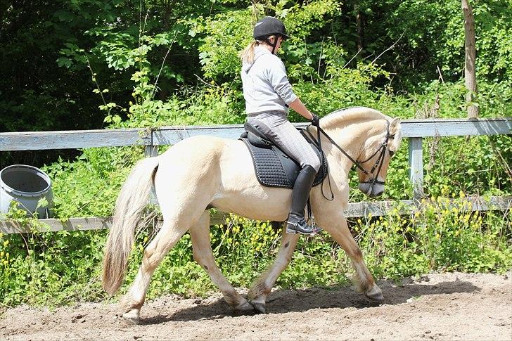 Fjordhest Pepsi Pony | Savnet - Den mest elskede og savnede pony..<3 :´(  Du var og er alt..  Fotograf: Melissa billede 19