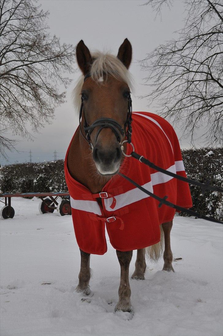 Haflinger Bosse *EUR* - ´Hej med dig!´ sige Bosse :) Eftåer 10 foto: Christina  billede 17