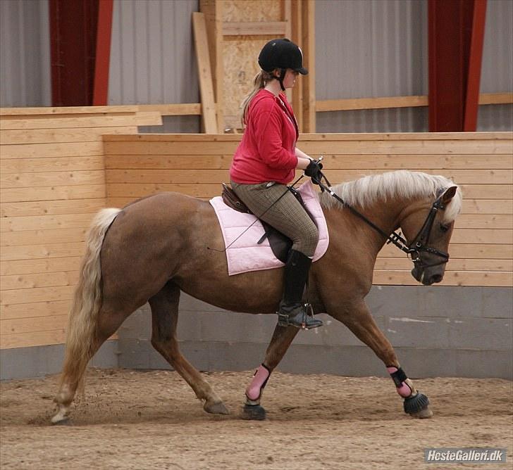 Haflinger Bosse *EUR* - Bosse & Amanda :o) Sommer 10 Foto: Sandra billede 18