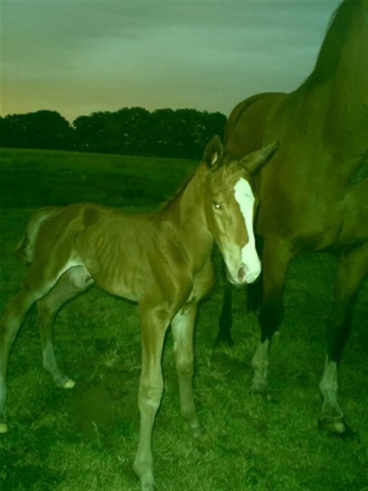 Anden særlig race Stald Nino`s Knock out T - Helt nye følle billede 1