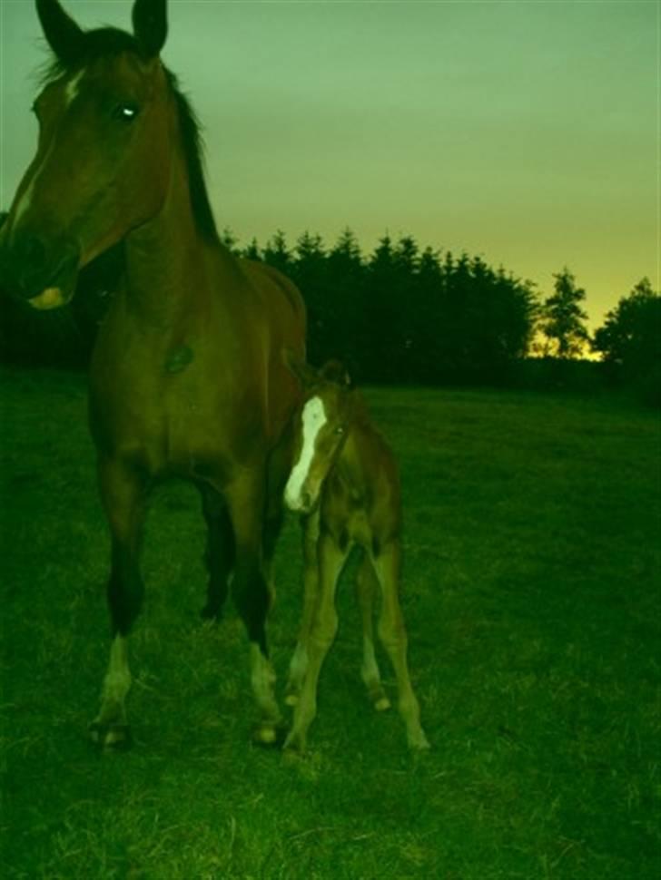Anden særlig race Stald Nino`s Knock out T billede 2