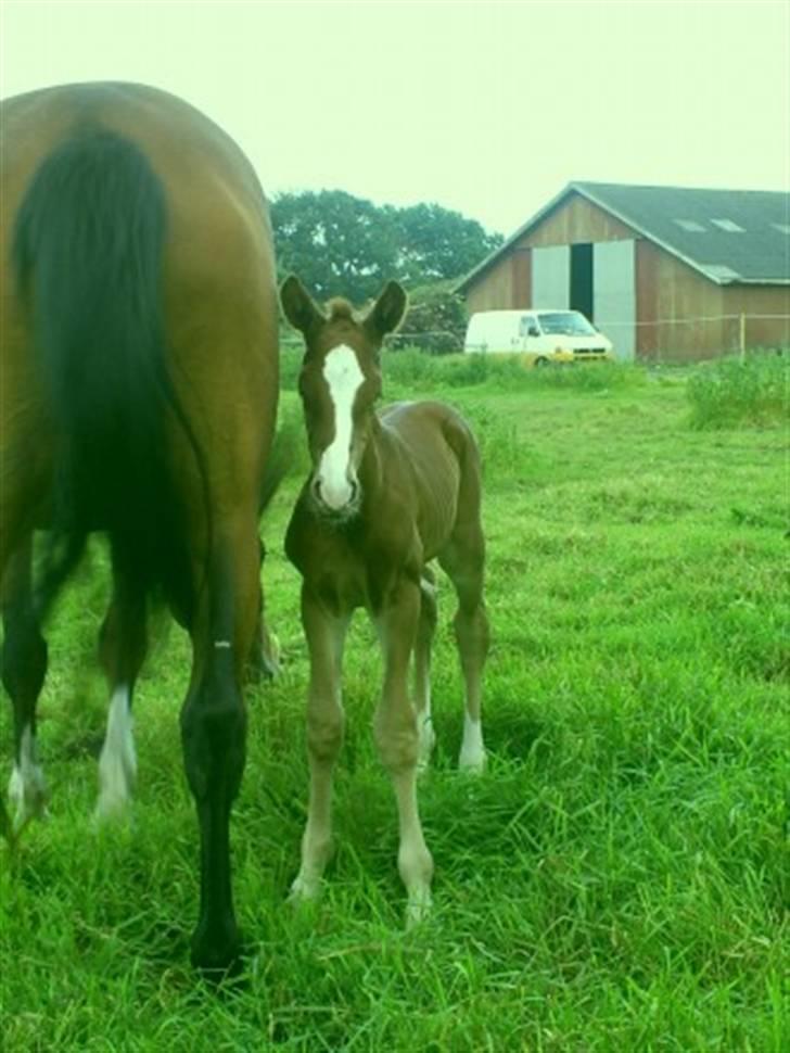 Anden særlig race Stald Nino`s Knock out T billede 3