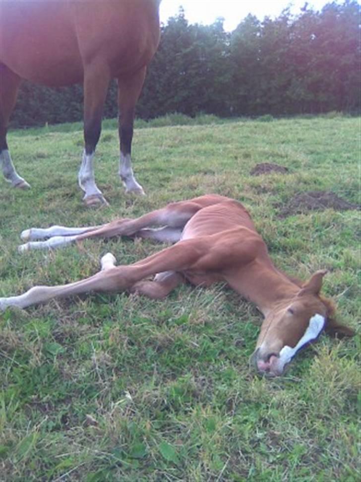 Anden særlig race Stald Nino`s Knock out T - Slapper lige totalt af.. billede 4