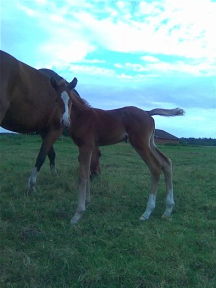 Anden særlig race Stald Nino`s Knock out T billede 5