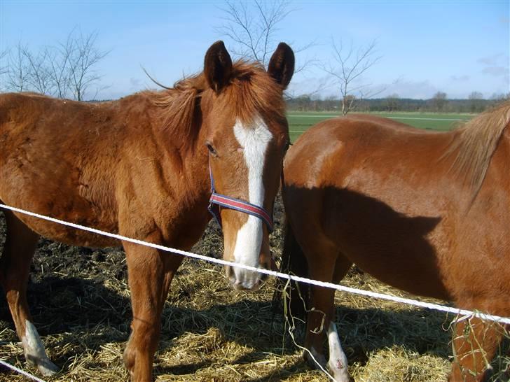 Anden særlig race Stald Nino`s Knock out T - Knock out 9 mdr billede 6