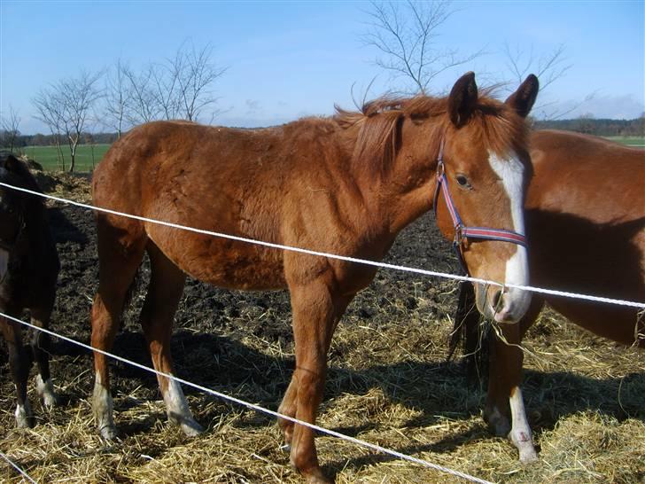 Anden særlig race Stald Nino`s Knock out T billede 7