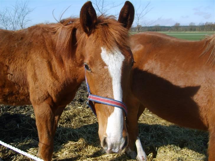 Anden særlig race Stald Nino`s Knock out T billede 8