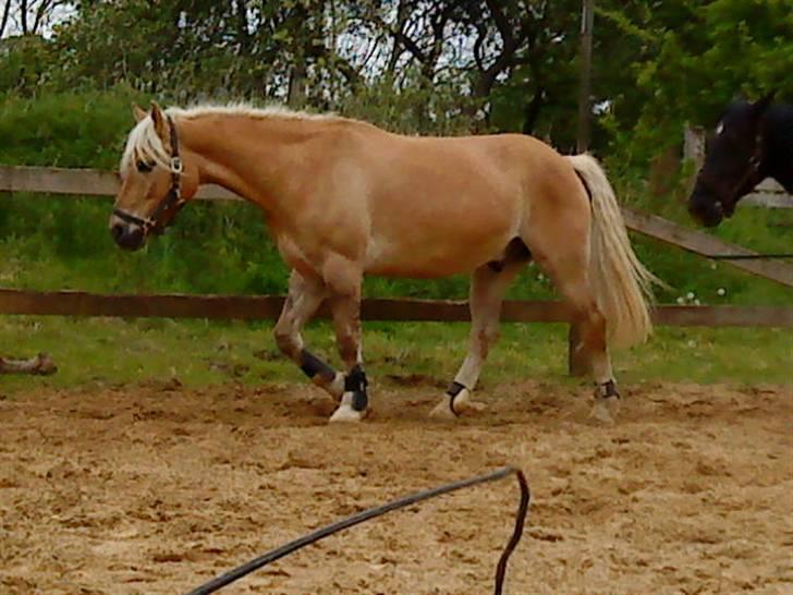 Anden særlig race Pablo haflinger blanding billede 1