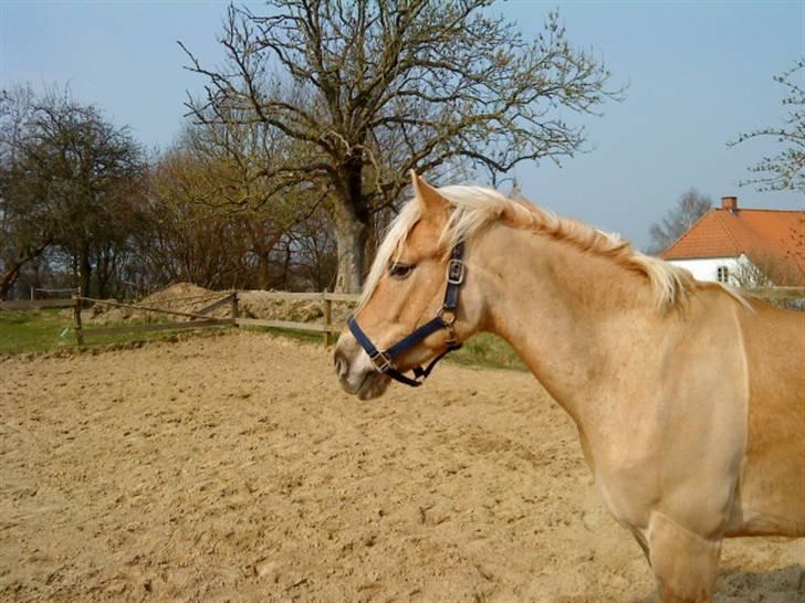 Anden særlig race Pablo haflinger blanding billede 2