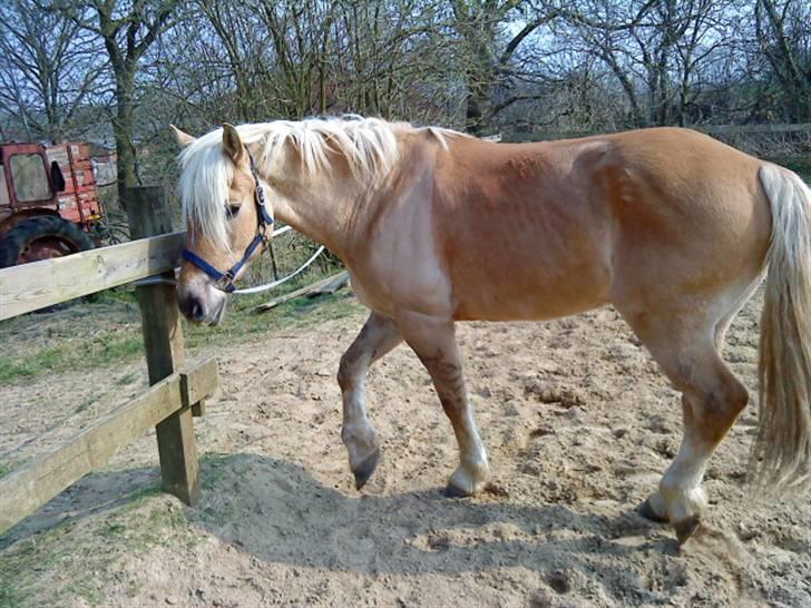 Anden særlig race Pablo haflinger blanding - Hygge på banen i dag i det gode vejr :) billede 3
