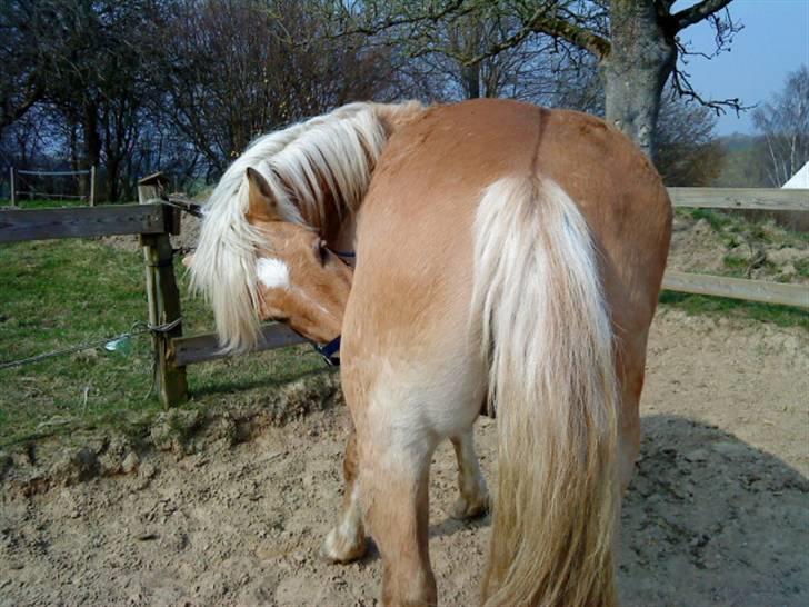 Anden særlig race Pablo haflinger blanding - Tror vidst lige det klør lidt :) billede 4