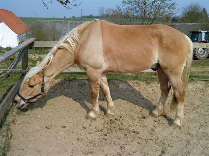Anden særlig race Pablo haflinger blanding - Der var vidst lige en lille tot græs :) billede 5