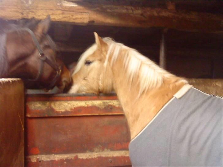 Anden særlig race Pablo haflinger blanding - Den dag jeg fik ham billede 6