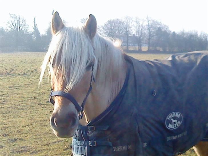 Anden særlig race Pablo haflinger blanding billede 7