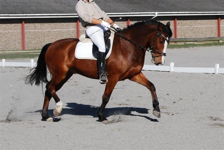 Anden særlig race Bronco - Solgt til Sverig billede 14