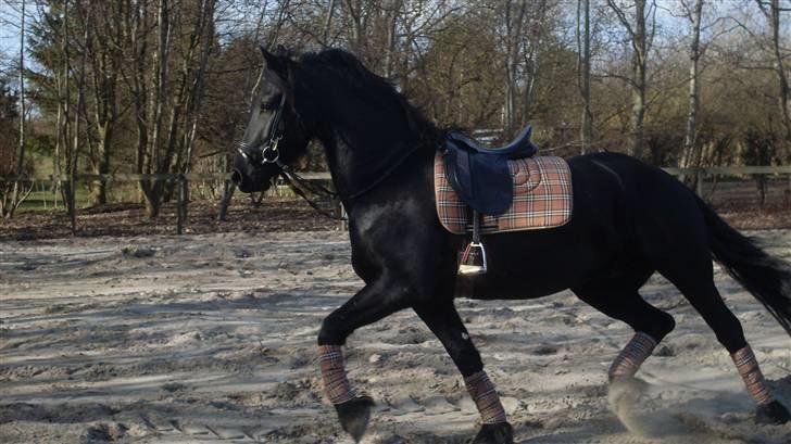 Frieser Oege af Birkelyst - Oege den 5/4-09 <3 billede 10
