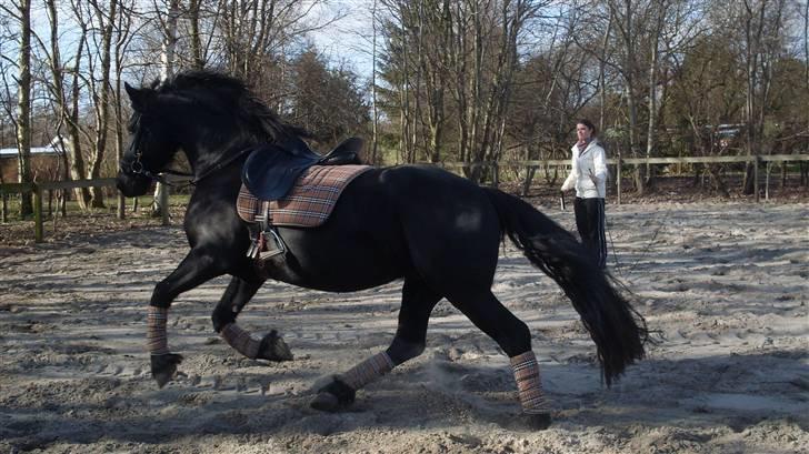 Frieser Oege af Birkelyst - Oege den 5/4-09 <3 billede 11