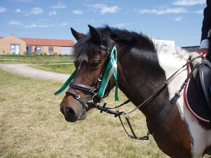 Anden særlig race My Little Fellow (solgt) - Velkommen til Pinto's profil, jeg håber at i tager godt imod hende! :)  billede 1