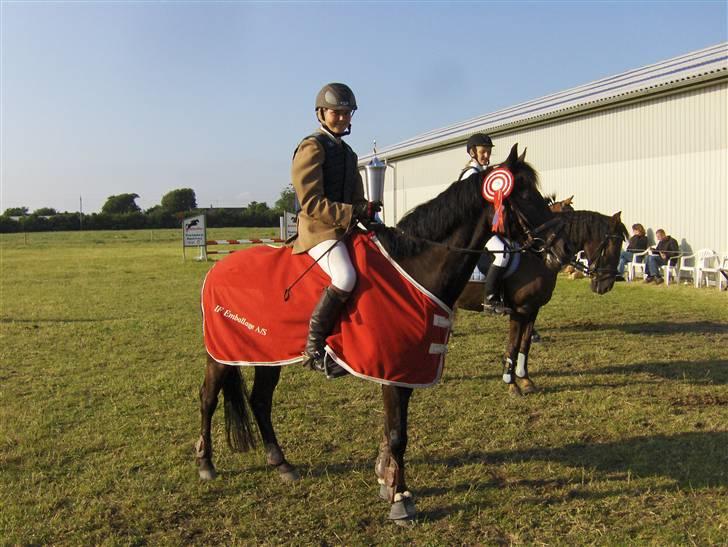 Hollandsk Sportspony Egano - SOLGT billede 1