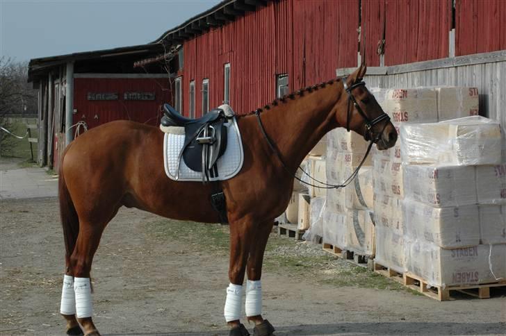 Dansk Varmblod Ikaros HAR REDET billede 2
