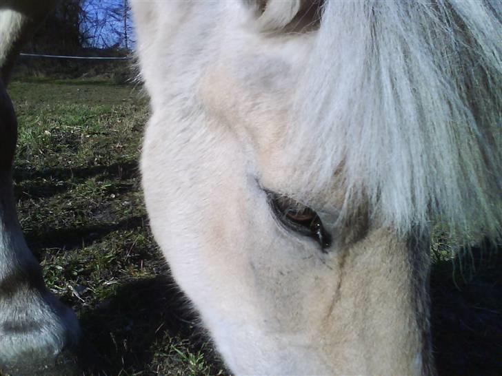 Fjordhest Mastrup Paw 1982-2009 billede 16