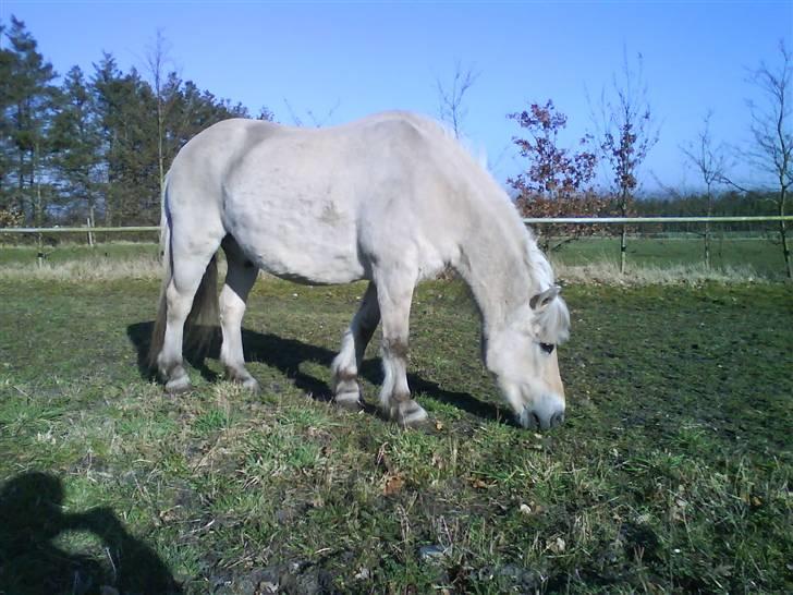 Fjordhest Mastrup Paw 1982-2009 billede 17