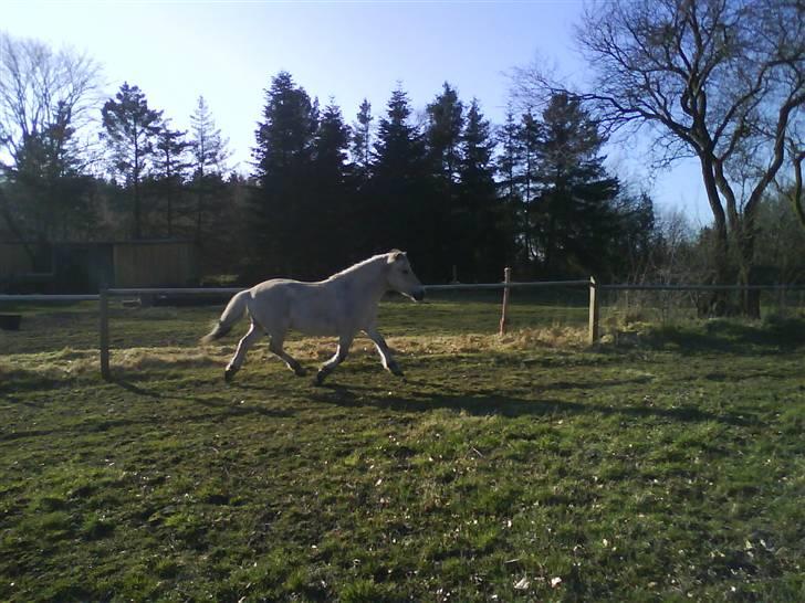 Fjordhest Mastrup Paw 1982-2009 billede 18