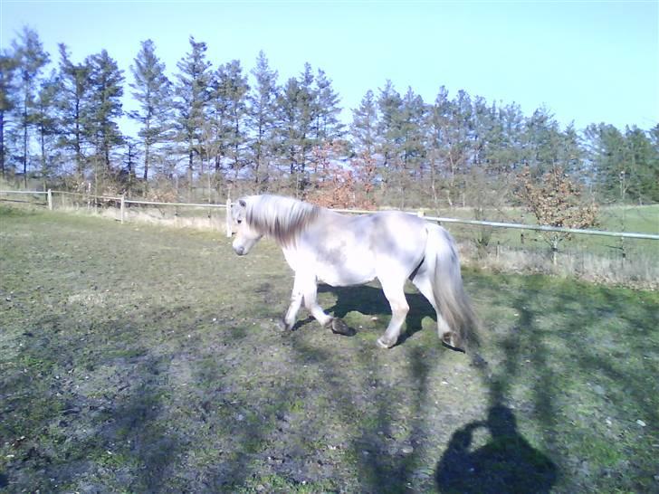 Fjordhest Mastrup Paw 1982-2009 billede 19