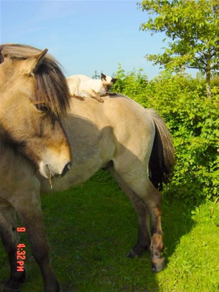 Islænder Sæmi fra Grøftekanten billede 9