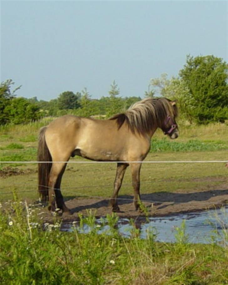 Islænder Sæmi fra Grøftekanten billede 10