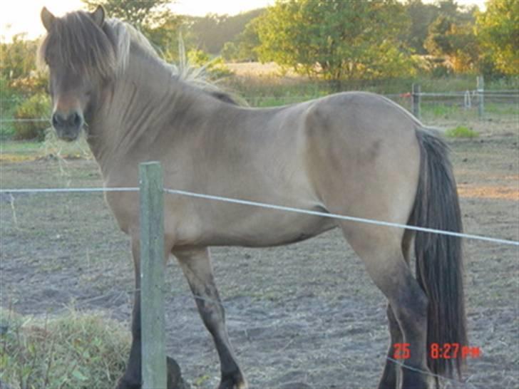 Islænder Sæmi fra Grøftekanten billede 11