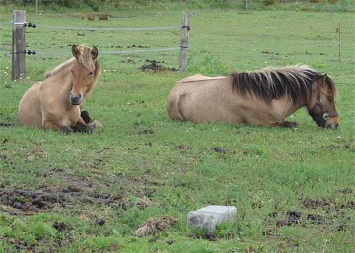 Islænder Sæmi fra Grøftekanten - søn og far billede 12
