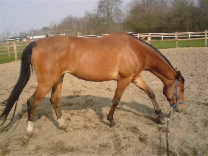 Anden særlig race Donna Cydinor billede 13