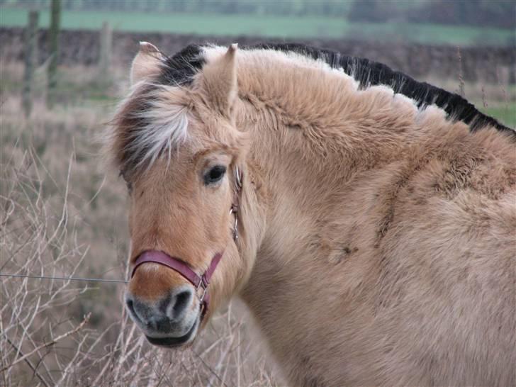 Fjordhest †Bellmann Kongsted† billede 1