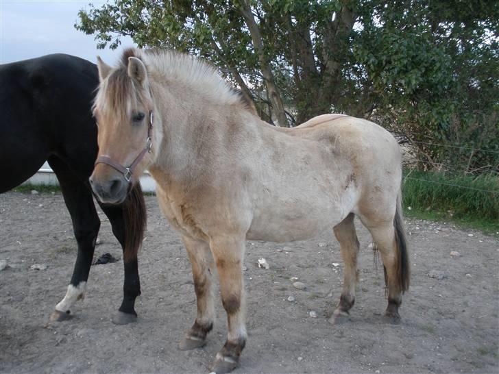 Fjordhest †Bellmann Kongsted† billede 2