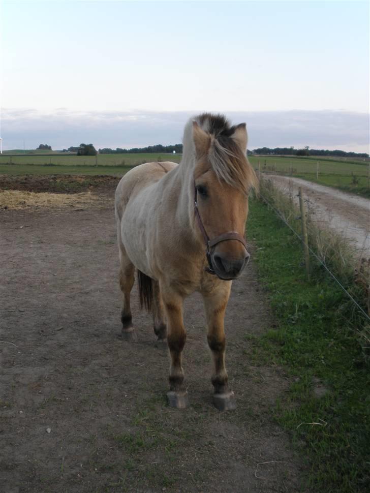 Fjordhest †Bellmann Kongsted† billede 3