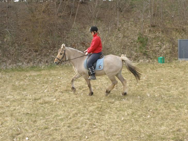 Fjordhest †Bellmann Kongsted† billede 4