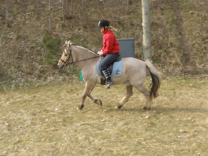 Fjordhest †Bellmann Kongsted† billede 5