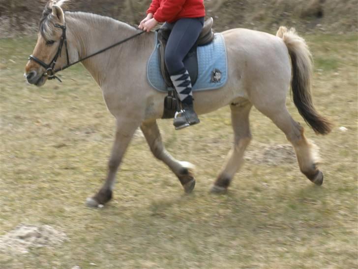 Fjordhest †Bellmann Kongsted† billede 6