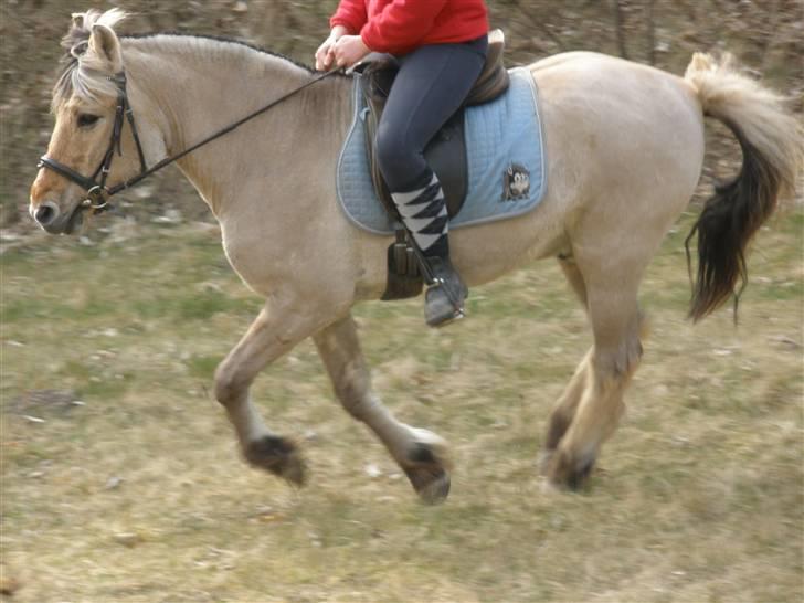 Fjordhest †Bellmann Kongsted† billede 8