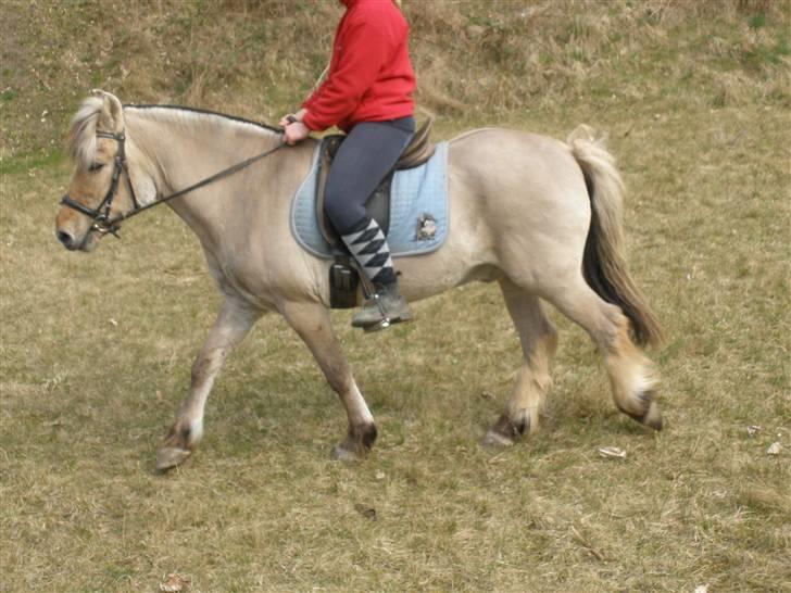 Fjordhest †Bellmann Kongsted† billede 9