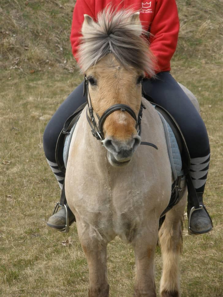 Fjordhest †Bellmann Kongsted† billede 10