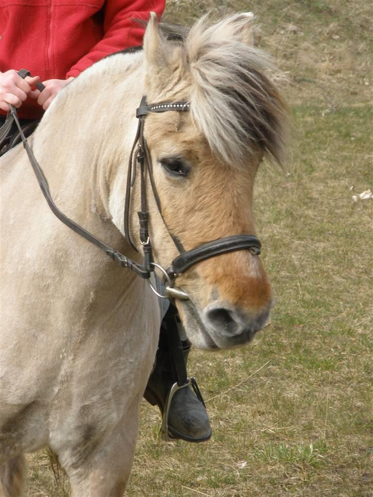 Fjordhest †Bellmann Kongsted† billede 11