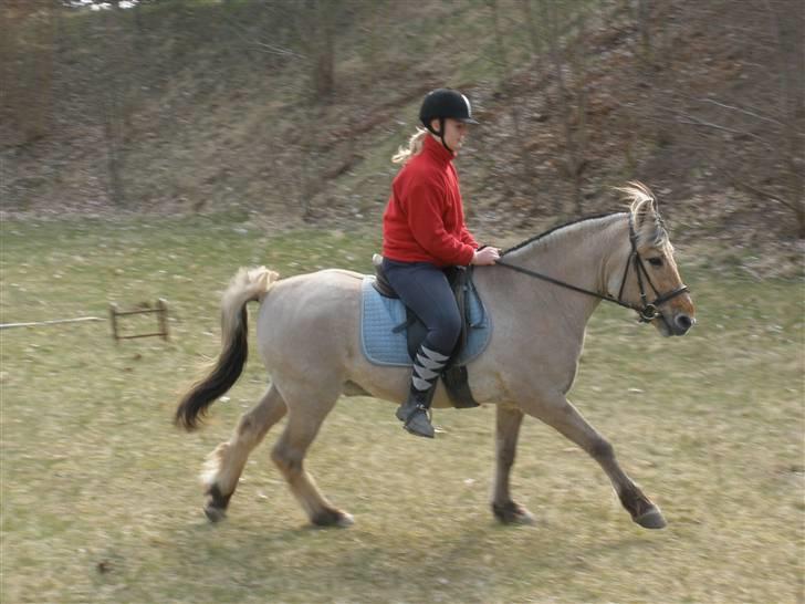 Fjordhest †Bellmann Kongsted† billede 12