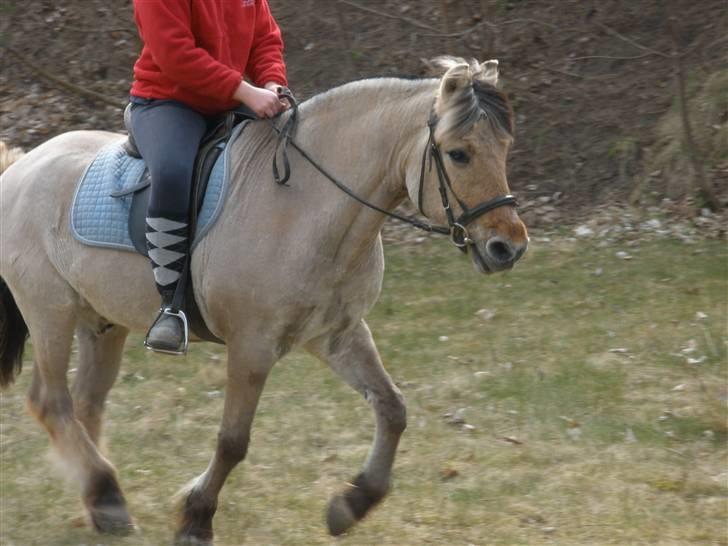 Fjordhest †Bellmann Kongsted† billede 13